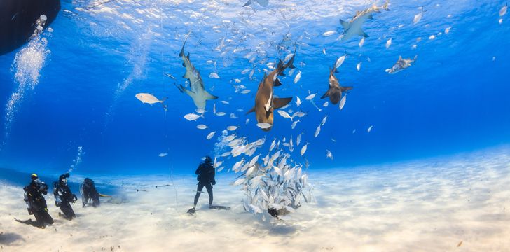 Caribbean Diving