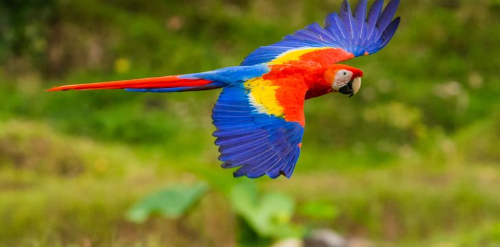 Costa Rica offers unrivaled natural wonders