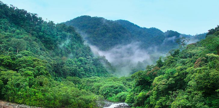 Costa Rican Rain Forest