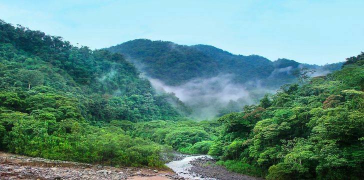 Costa Rican Rain Forest