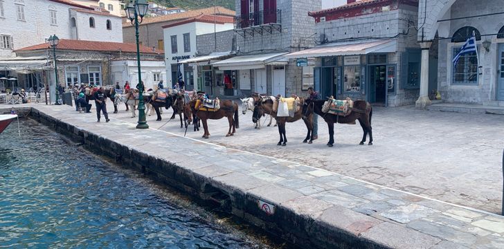 Donkeys in Hydra