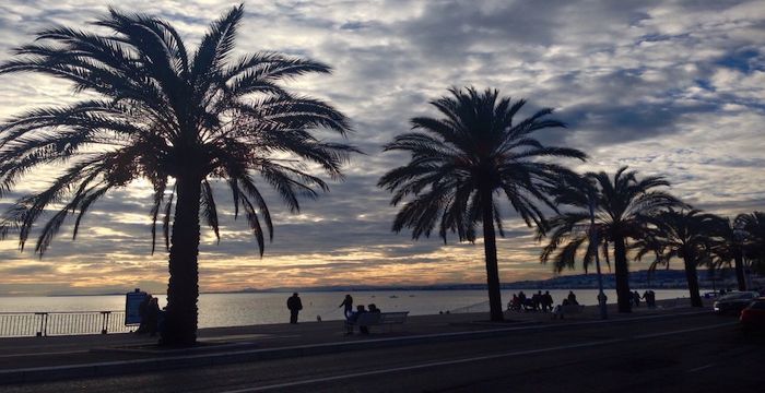 Palm trees in Nice