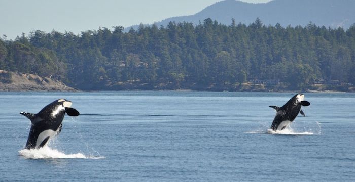 Watch the Wales from your yacht in the San Juan Archipelago of Washington State