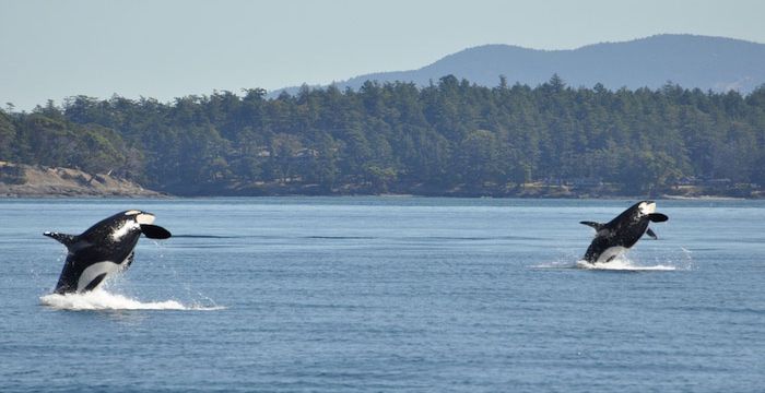 Watch the Wales from your yacht in the San Juan Archipelago of Washington State