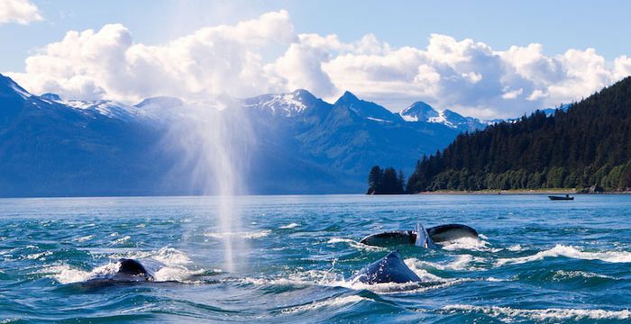 Charter a yacht to Alaska