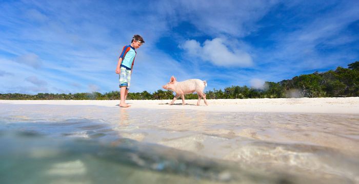 Famous swimming pigs in the Exumas!
