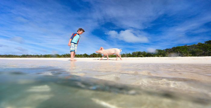 Famous swimming pigs in the Exumas!