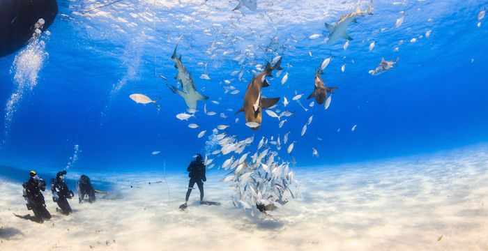 Deep-sea dives with sharks!