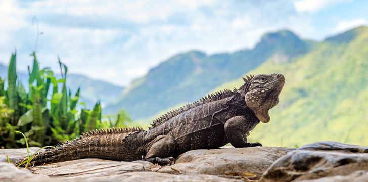 Iguana