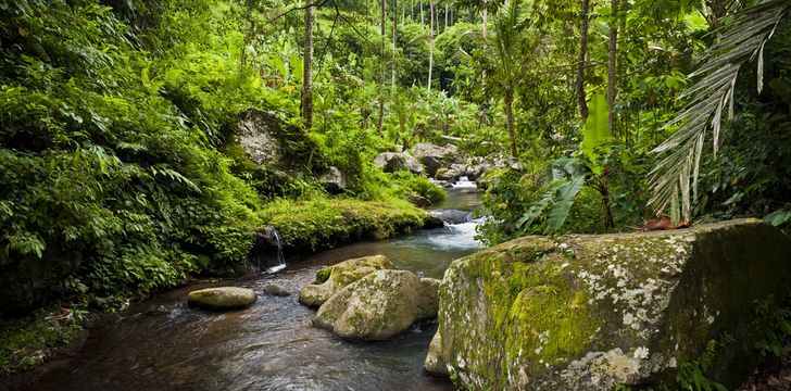 Indonesia Woodland