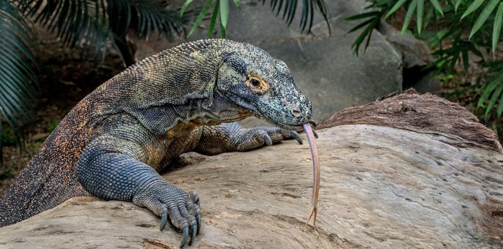 Komodo Dragon in Komodo National Park,Indonesia