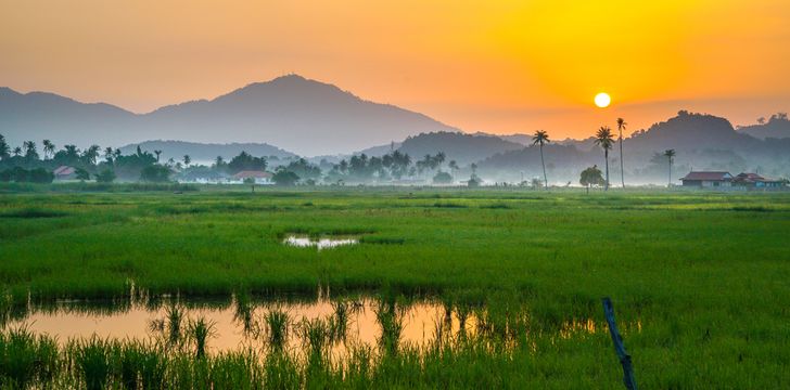 Langkawi Rice Fields