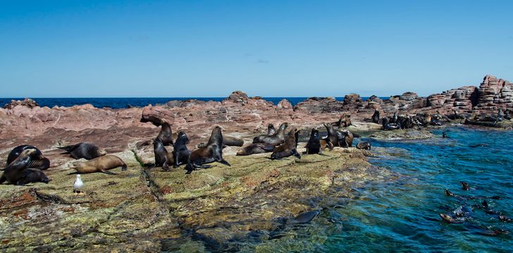 Los islotes mexico espiritu santu island sea lion retreat