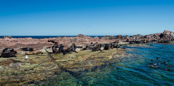 Los islotes mexico espiritu santu island sea lion retreat