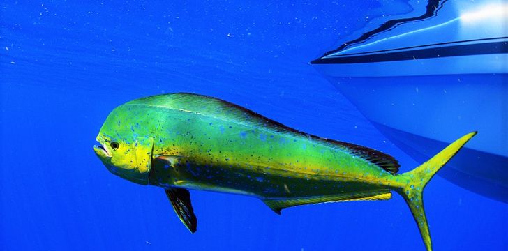 Mahi Mahi,or Dolphinfish