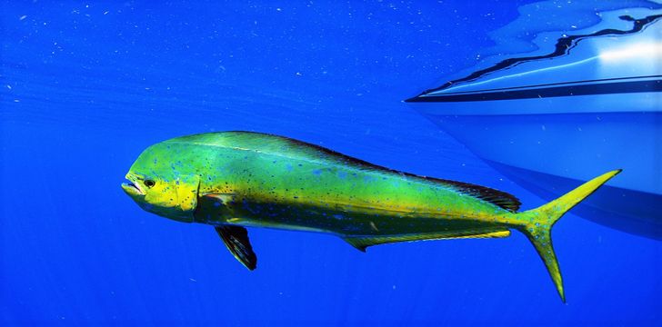 Mahi Mahi,or Dolphinfish