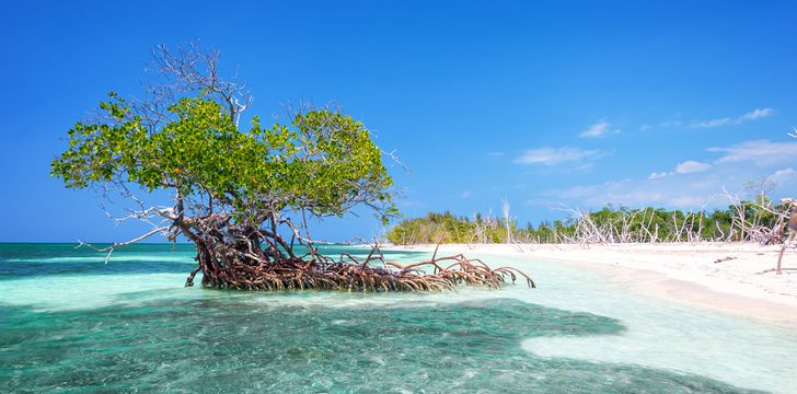 Mangroves