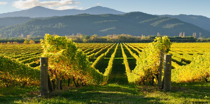 Marlborough Vineyards