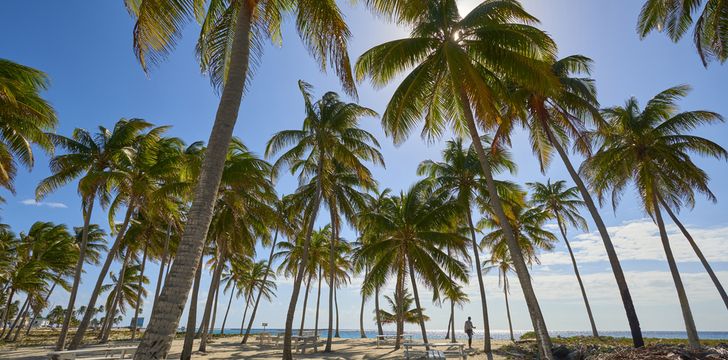 Palm Trees