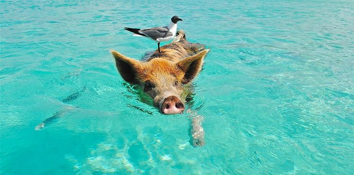 Pig Beach Bahamas