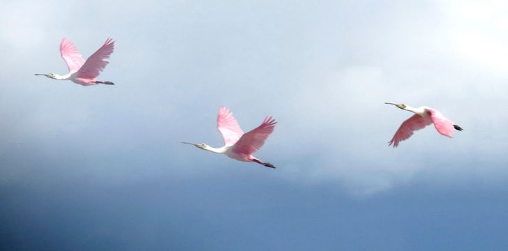 Roseate Spoonbills at Cayo Costa