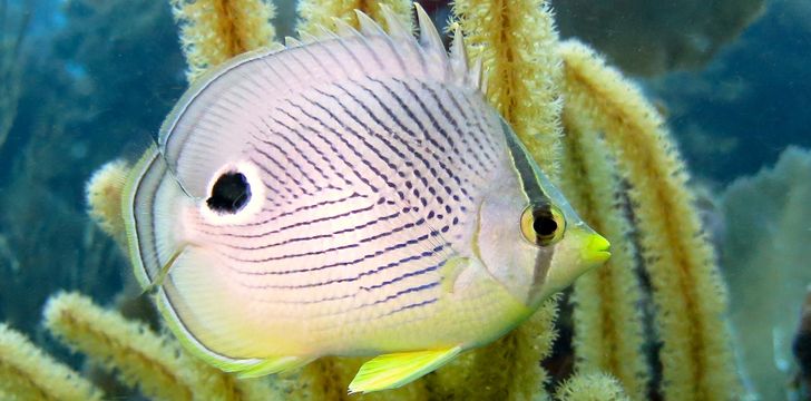 Snorkeling in USVI