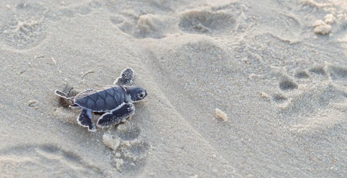 Spot turtles hatching in the Seychelles