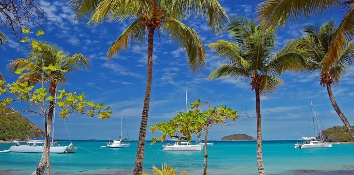 St Vincent and the Grenadines - Palm trees in Mayreau