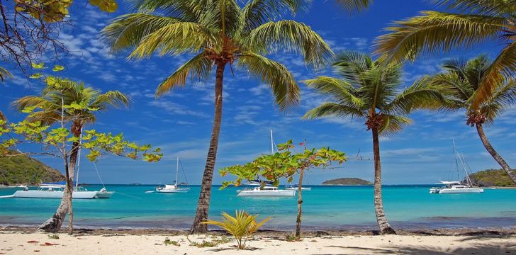 St Vincent and the Grenadines - Palm trees in Mayreau
