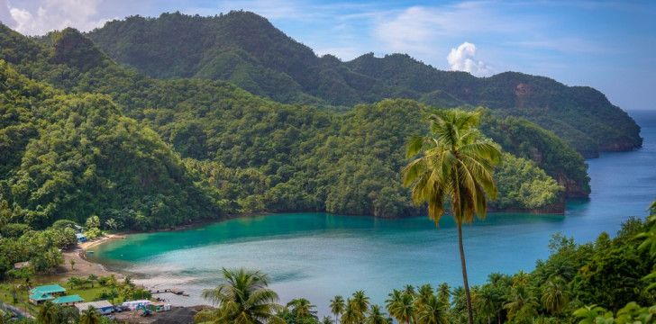 St Vincent and the Grenadines - Palm trees in St Vincent