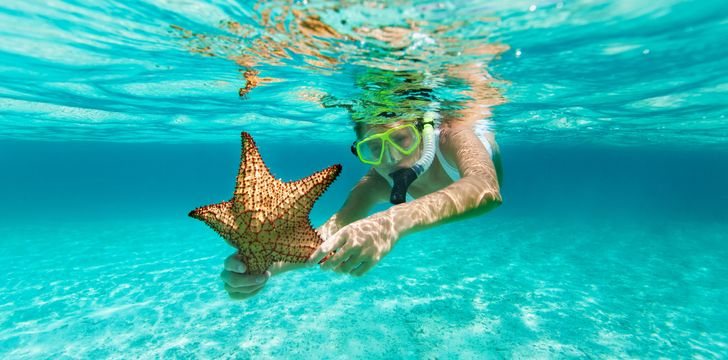 Starfish Snorkelling in the Exumas,Bahamas