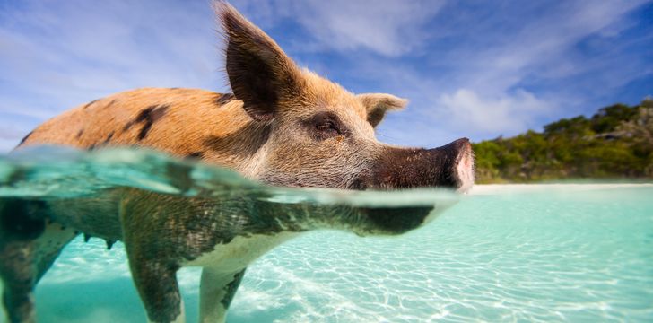 Swimming Pig of Big Major's Spot,Bahamas