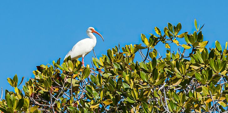 White Ibis,Eudocimus albus,perched on a mangrove tree on Isla San Jose Sea of Cortez,Mexico
