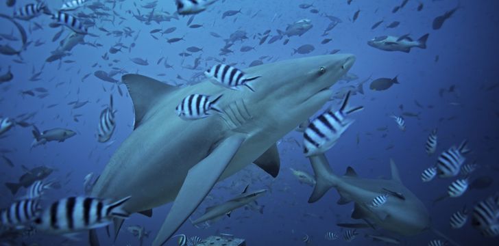 fiji holiday,Fiji yacht charter,Asia yacht rental