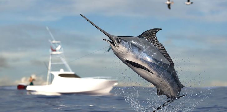 fishing charters with boatbokings