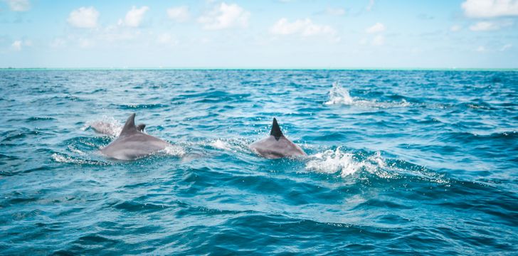 maldives,asia yacht charter,Maldives boat rental