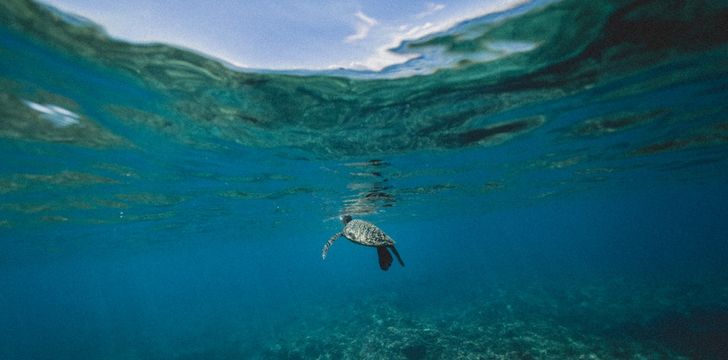 myanmar,mergui,thailand,asia