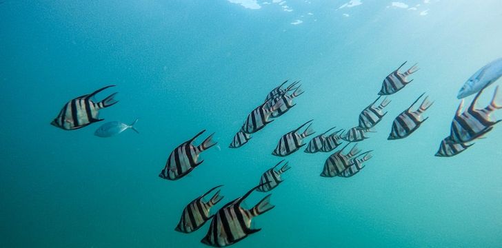 myanmar,mergui,thailand,asia