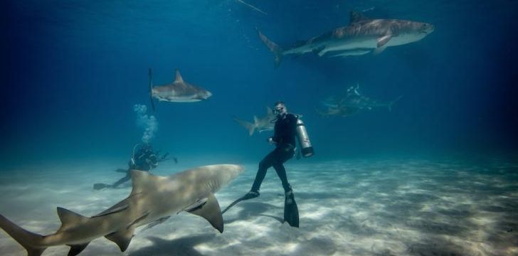 nurse shark diving