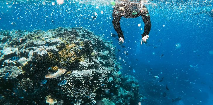 snorkelling,bvi yacht charter,bvi post irma