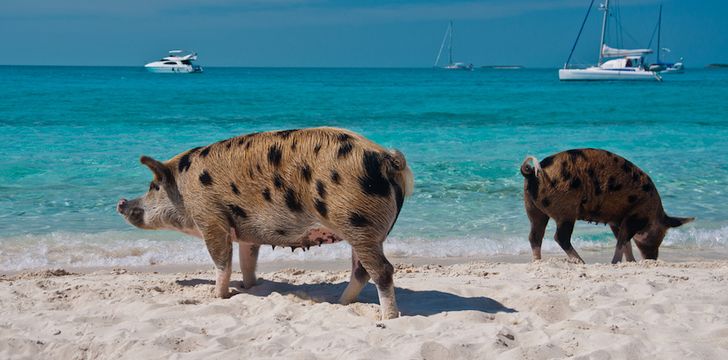 staniel cay pig beach