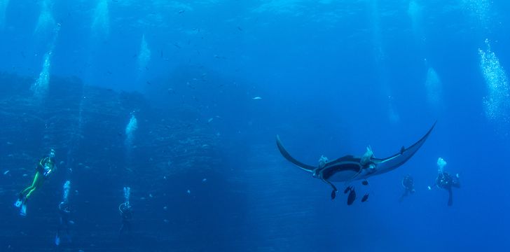 swim with the Manta Rays at Isla Revillagigedos,Mexico on your sailing charter!