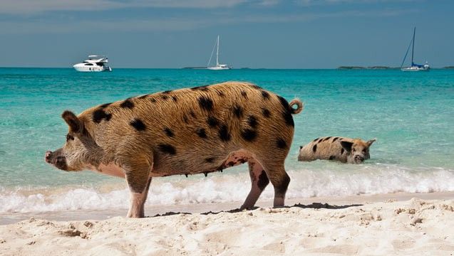 swimming pigs,Bahamas