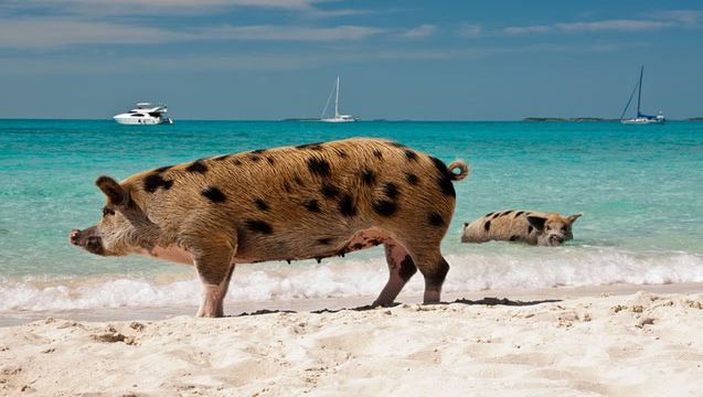 swimming pigs,Bahamas