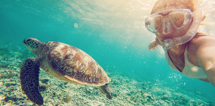 swimming with turtles on your bahamas yacht charter(abacos)