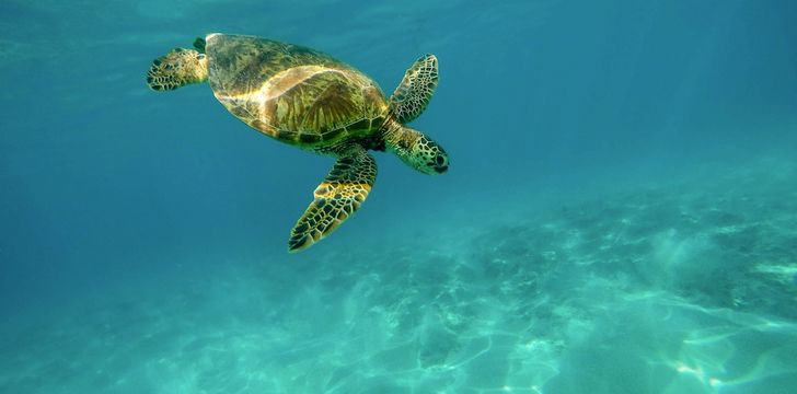 turtle,swim,sea,ocean,wildlife,diving