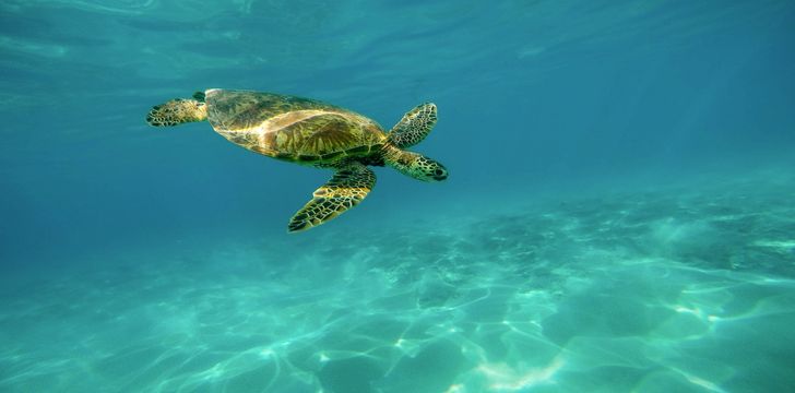 turtle,swim,sea,ocean,wildlife,diving