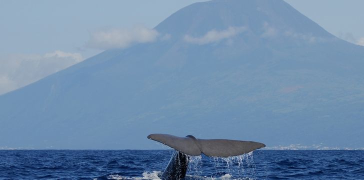whale watching in the azores