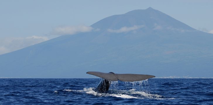 whale watching in the azores