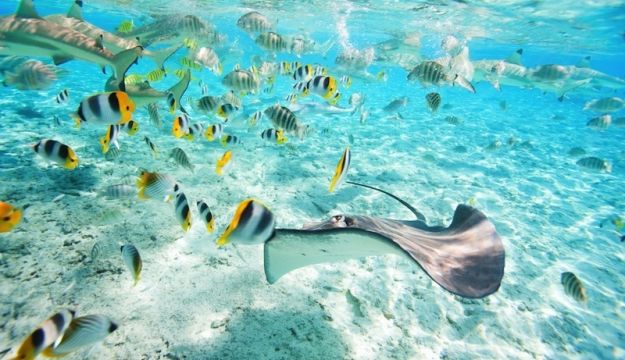 Dive down to see the vast wildlife in Tahiti